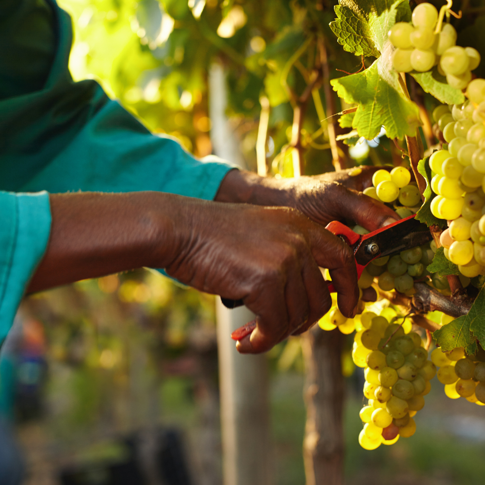 Pickers harvesting fruit